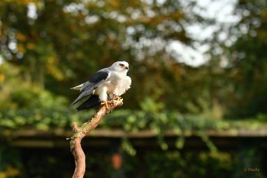 roofvogels 25 2024 ASCII