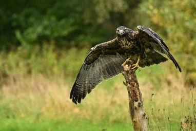 roofvogels 28 2024 ASCII