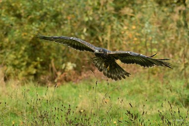 roofvogels 29 2024 ASCII