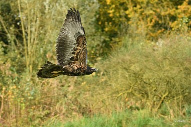 roofvogels 30 2024 ASCII