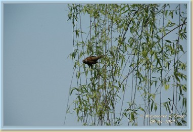 DSC_6794 Xitang, een waterdorp buiten Shanghai. Vogeltjes vind je ook overal in de lente, speels en dartel.