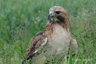 MiekeVogel roodstaart buizerd Expo 2008