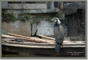 chinaDSC_6731