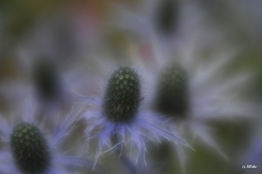 a_DSC7532 Lensbaby Velvet 56 diafragma 1.6 softfocus
