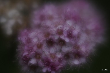 a_DSC7543 Lensbaby Velvet 56 diafragma 1.6 softfocus
