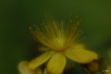 a_DSC7548 Lensbaby Velvet 56 diafragma 1.6 softfocus
