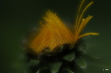 a_DSC7551 Lensbaby Velvet 56 diafragma 1.6 softfocus