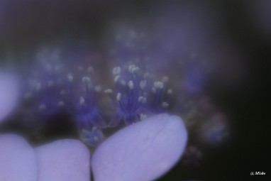 a_DSC7556 Lensbaby Velvet 56 diafragma 1.6 softfocus