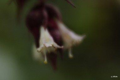 a_DSC7569 Lensbaby Velvet 56 diafragma 1.6 softfocus