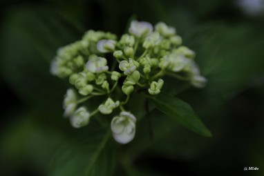 a_DSC7584 Lensbaby Velvet 56 diafragma 1.6 softfocus
