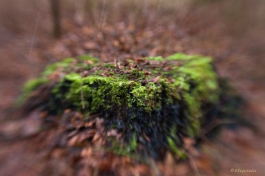 bdDSC_0991 Snertwandeling 2015 Foto lensbaby sweet 50