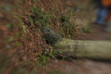 DSC_1014 Snertwandeling 2015 Foto lensbaby sweet 50