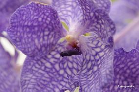 DSC_6240 Orchideeen