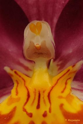 DSC_6252a Orchideeen