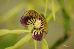 DSC_6259 Orchideeen