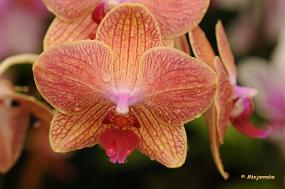 DSC_6277 Orchideeen