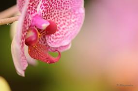 DSC_6282 Orchideeen
