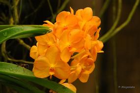 DSC_6290 Orchideeen