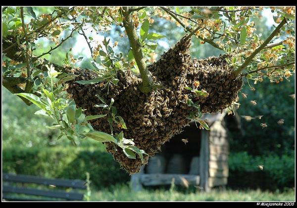 Bijen op de Immenhof