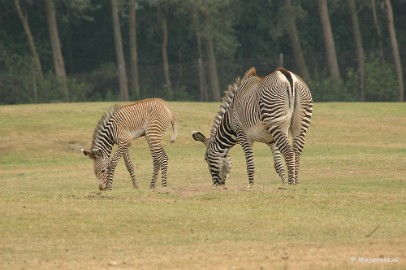 DSC_3547 Beekse Bergen