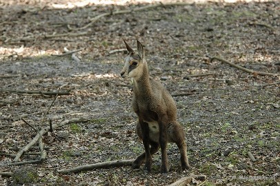 DSC_4265 Wildpark