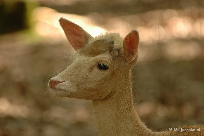 DSC_4323 Wildpark