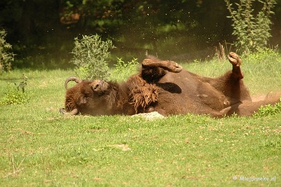 DSC_4343 Wildpark