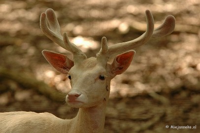 DSC_4424 Wildpark