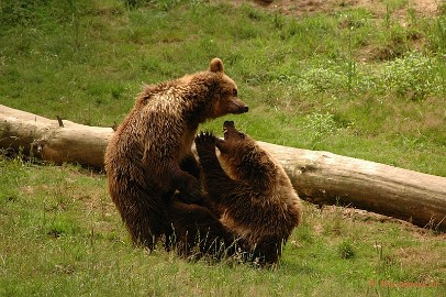 DSC_4562 Wildpark