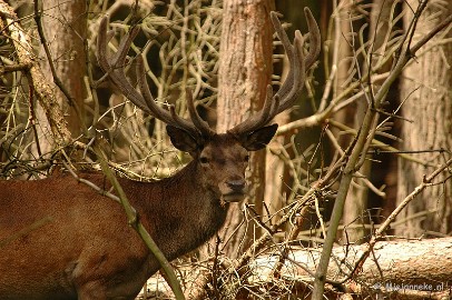 DSC_4677 Wildpark