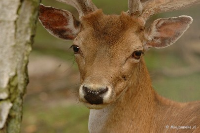 DSC_4894 Wildpark