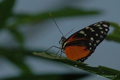 DSC_5463 Vlindertuin 2010