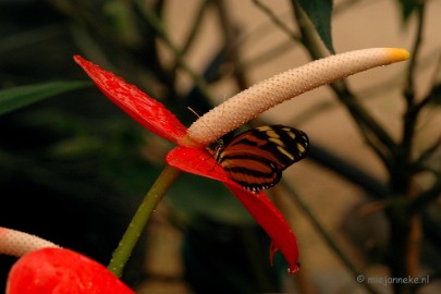 DSC_5615 Vlindertuin 2010