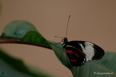 DSC_5631 Vlindertuin 2010