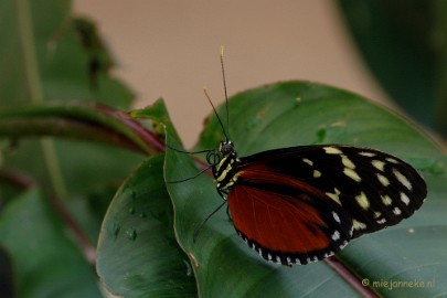 DSC_5639 Vlindertuin 2010