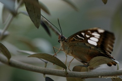 DSC_5659a Vlindertuin 2010