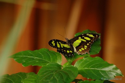 DSC_5723 Vlindertuin 2010