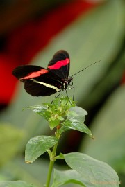 DSC_5828 Vlindertuin 2010