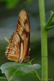 DSC_6144 Vlindertuin 2010