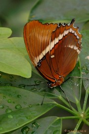 DSC_6166 Vlindertuin 2010