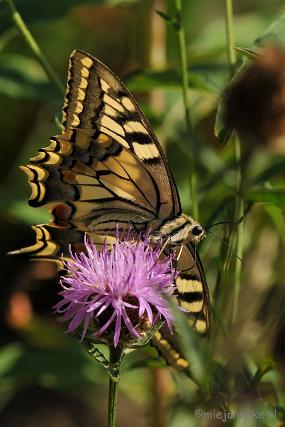 DSC_7299 Koninginnepage Vlinder