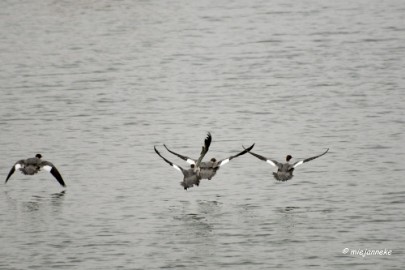 DSC_8018_1 Amsterdamse waterleiding duinen 2014