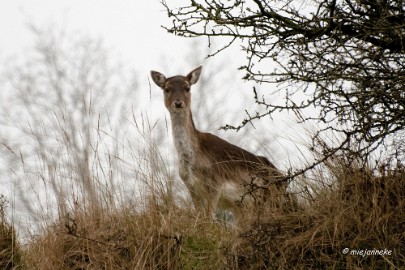 DSC_8031 Amsterdamse waterleiding duinen 2014