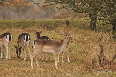 DSC_8067 Amsterdamse waterleiding duinen 2014