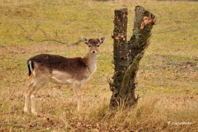 DSC_8071 Amsterdamse waterleiding duinen 2014