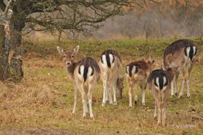 DSC_8079 Amsterdamse waterleiding duinen 2014