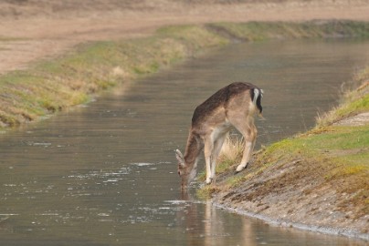 DSC_8094 Amsterdamse waterleiding duinen 2014