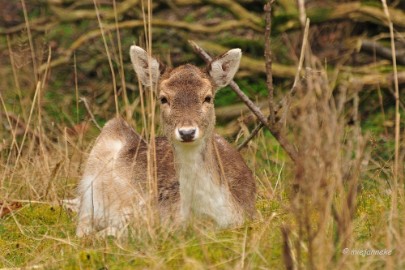 db1DSC_8116 Amsterdamse waterleiding duinen 2014