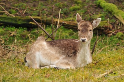 db1DSC_8130 Amsterdamse waterleiding duinen 2014