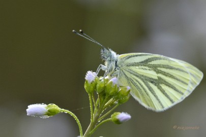 db_DSC2946 Macro de Doort